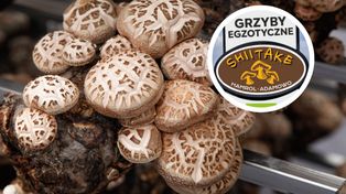 Uprawiają japońskie grzyby w Polsce. Miesięcznie zbierają nawet 5 ton shiitake