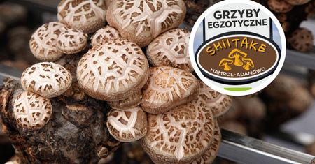 Uprawiają japońskie grzyby w Polsce. Miesięcznie zbierają nawet 5 ton shiitake
