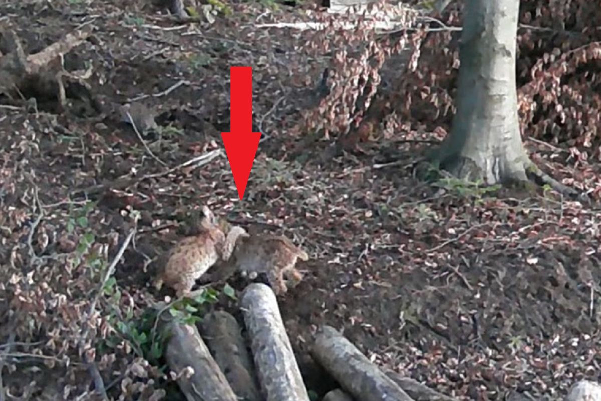 Złapała je fotopułapka w lesie. "Skąd tyle energii?"