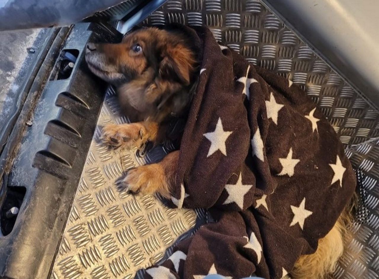 "Obraz nędzy i rozpaczy". Właścicielem psów okazał się weterynarz