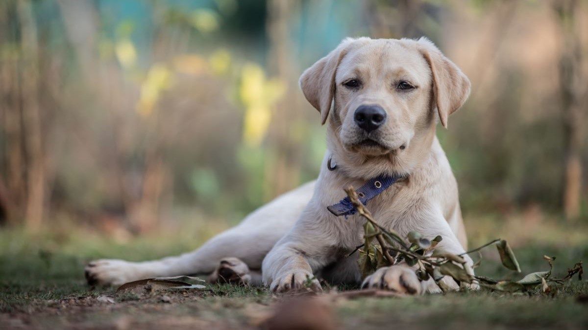 Labrador pomógł niewidomemu. Niezwykła historia z 2001 roku