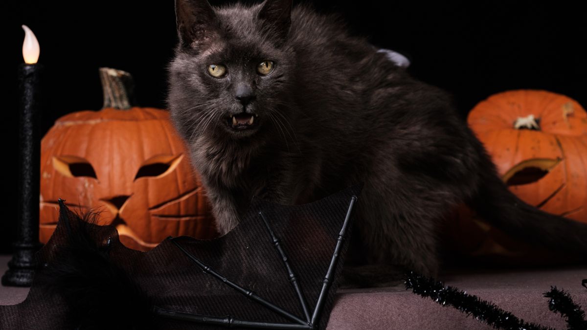 Halloween 2019: Zrobiłem sesję w schronisku, by pomóc w adopcji zwierząt 1