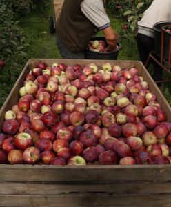 10 gr za 1 kg jabłek. Kowalczyk: sytuacja jest trudna, będą dopłaty