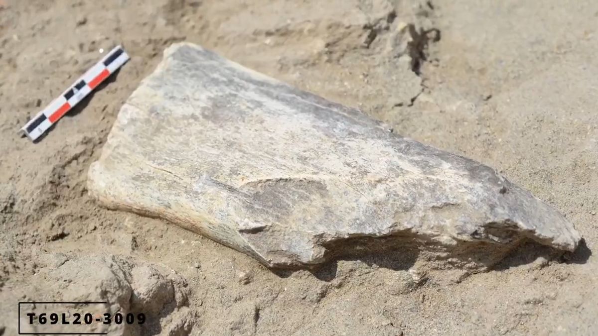 Naukowcy odkryli narzędzia wykonane z kości sprzed 1,5 mln lat  