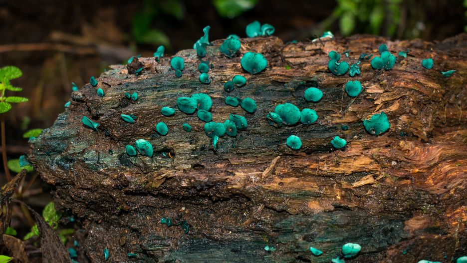 Chlorociboria aeruginascens czyli chlorówka drobna