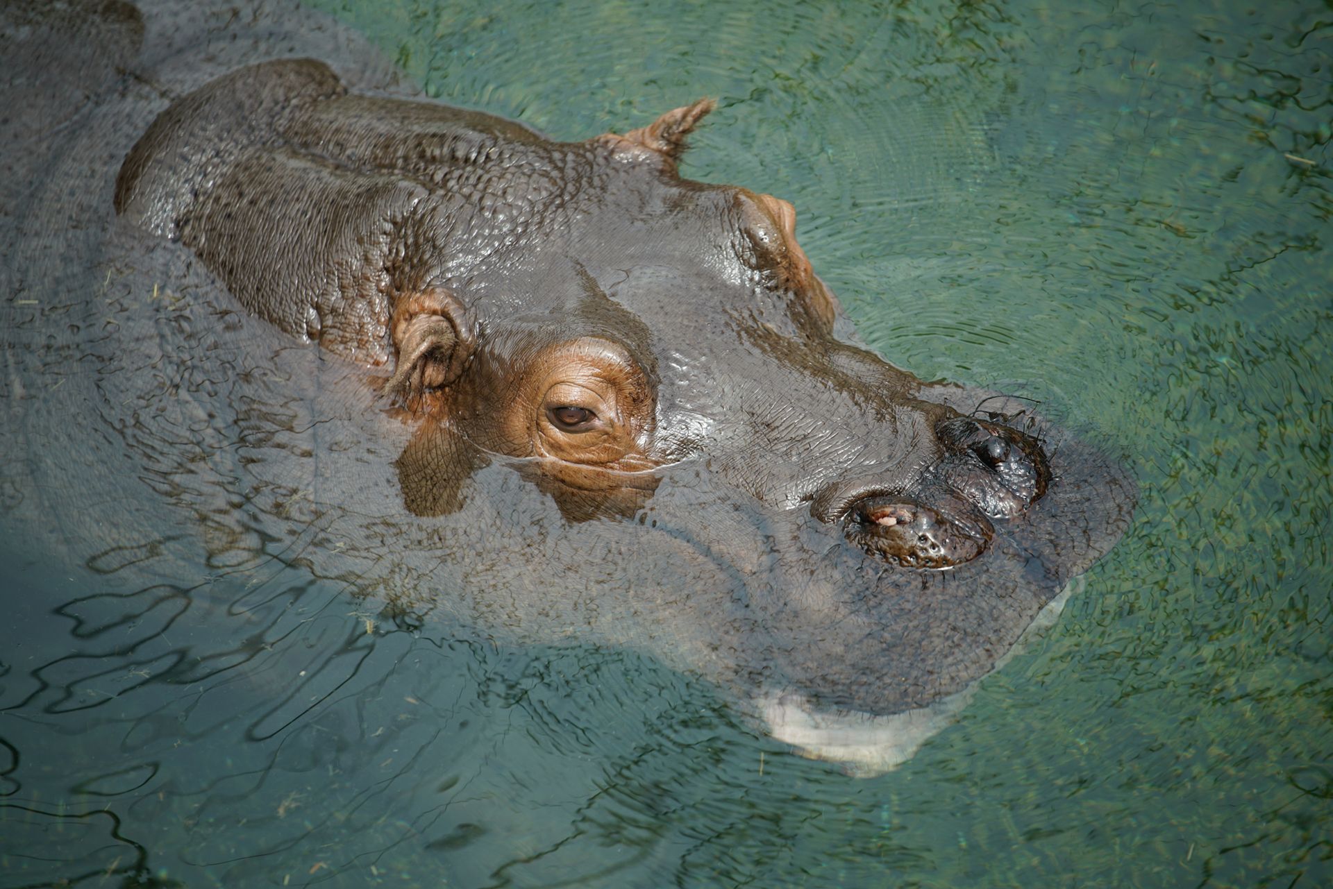 Sony FE 70–200 mm f/2.8 GM OSS - zdjęcia przykładowe z ZOO w Berlinie 19