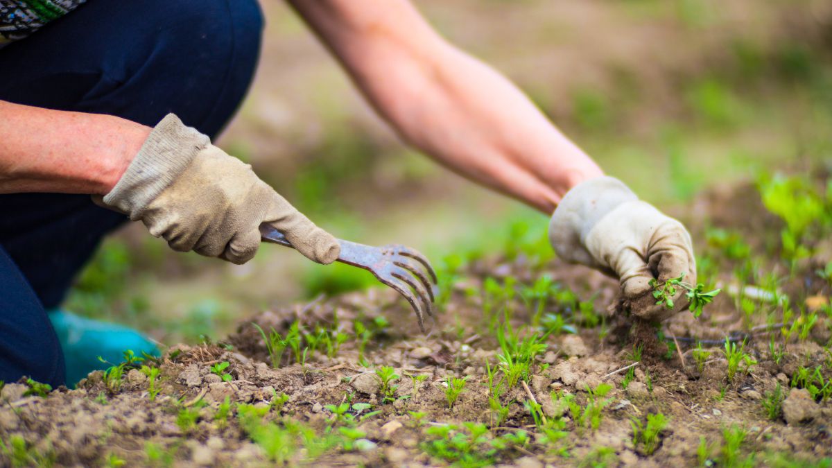 Tylko tak walczę z chwastami w ogrodzie 