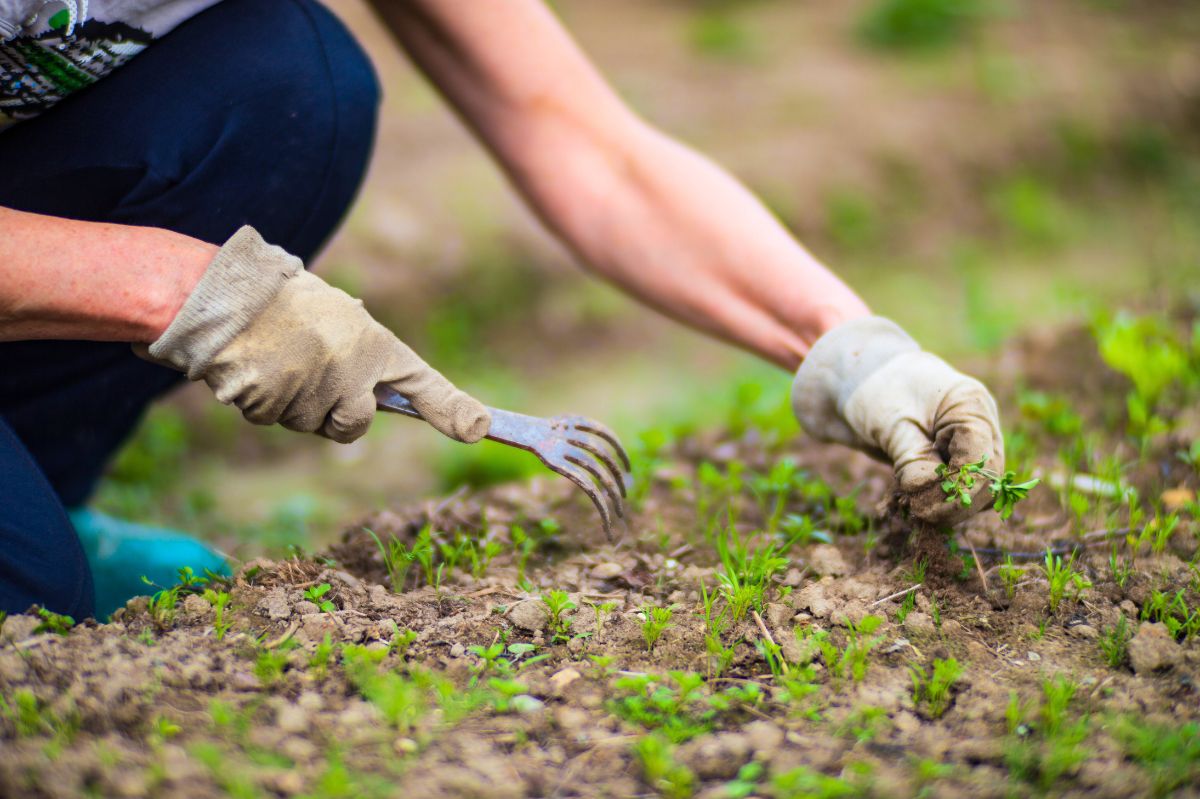 Winter gardening: The key to combating weeds and promoting regrowth