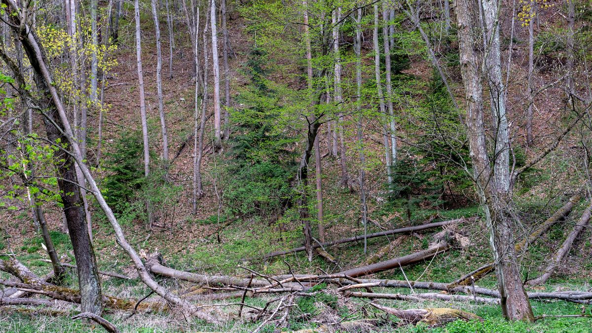 Mazowsze. W lasach duże zagrożenie pożarowe / foto ilustracyjne