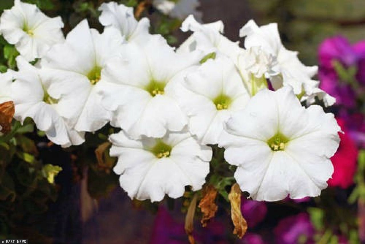 Masz problem z roślinami? Użyj jednego produktu ze swojej kuchni, a szybko zobaczysz efekty