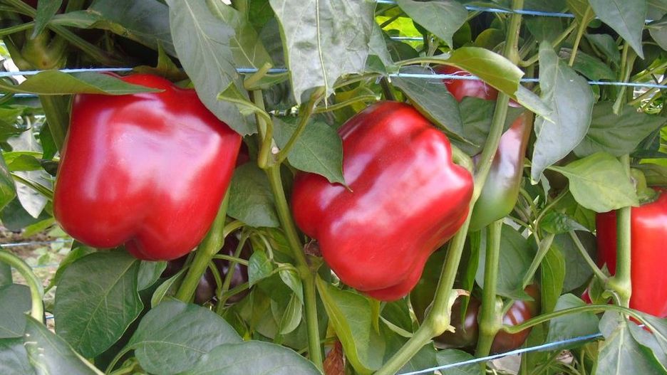 Biologiczna ochrona papryki przed szkodnikami. Jakie korzyści?