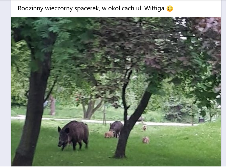 Mieszkańcy na lokalne facebookowe grupy wrzucają zdjęcia dzików.
