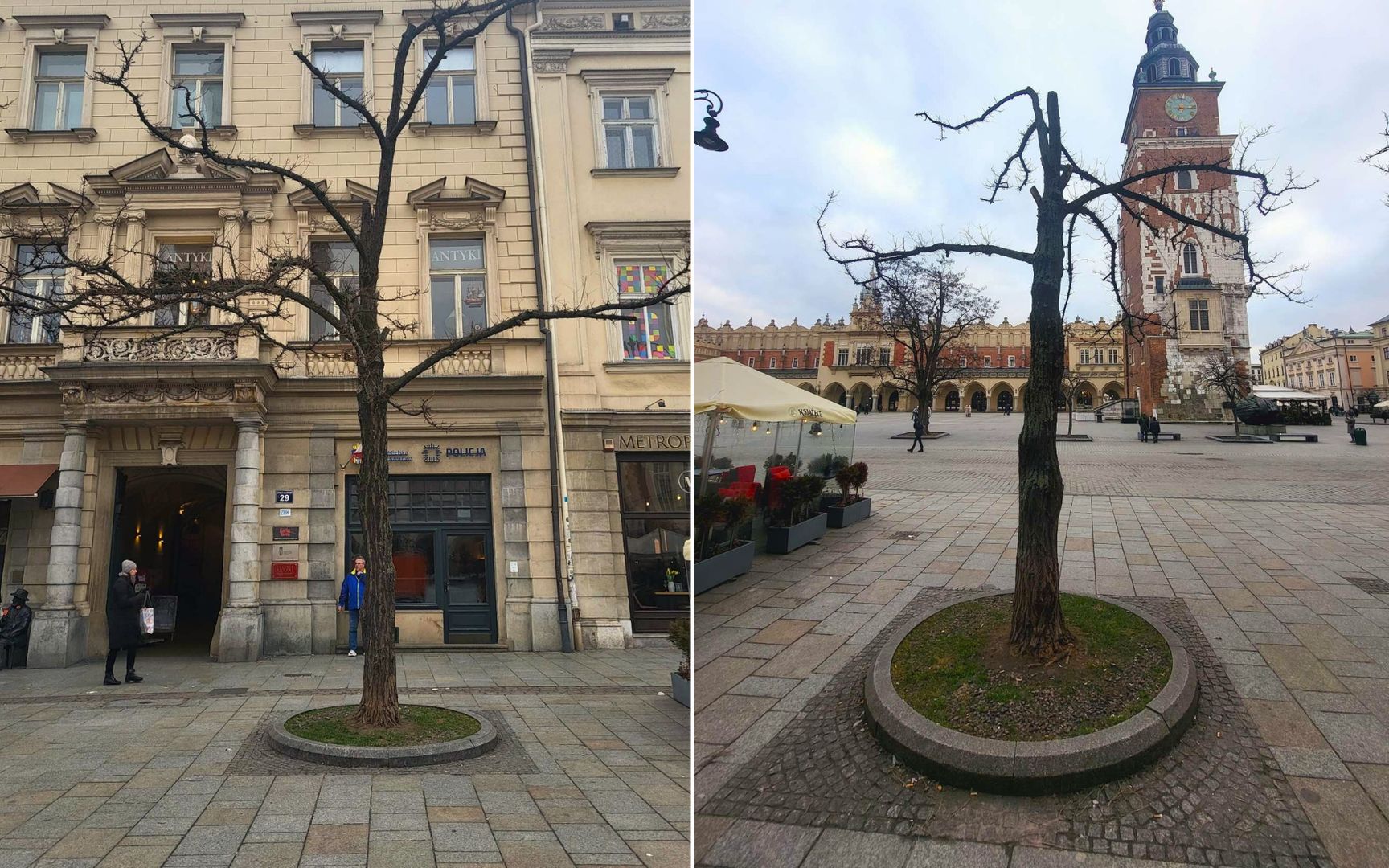 Kraków chwali się, że wytnie drzewo. Internauci krytykują