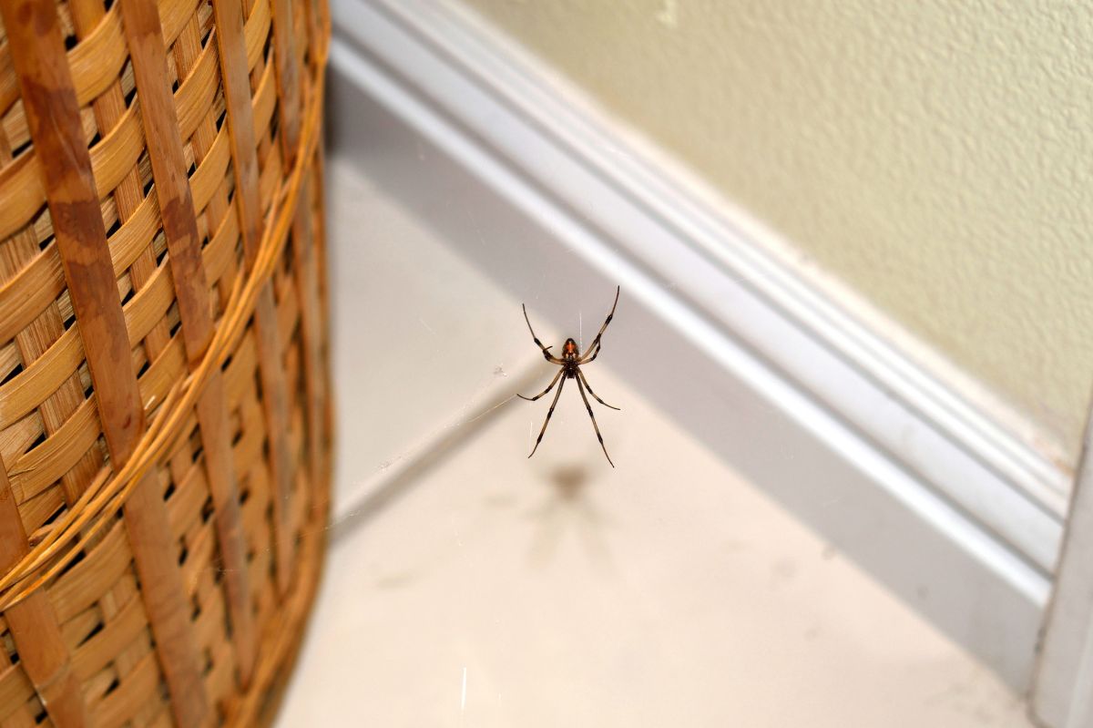 Keep your home spider-free this fall with simple tricks