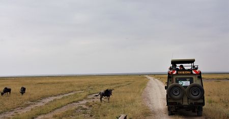 Safari w Kenii