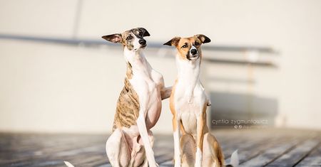 Emocjonalne portrety psów autorstwa naszej czytelniczki - Cyntii Zygmuntowicz