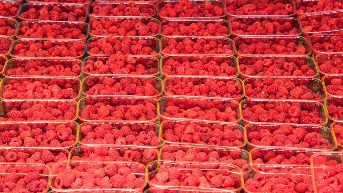 Ponad 40 tys. kg malin nie trafi na polski rynek. IJHARS wycofuje z obrotu owoce z Ukrainy