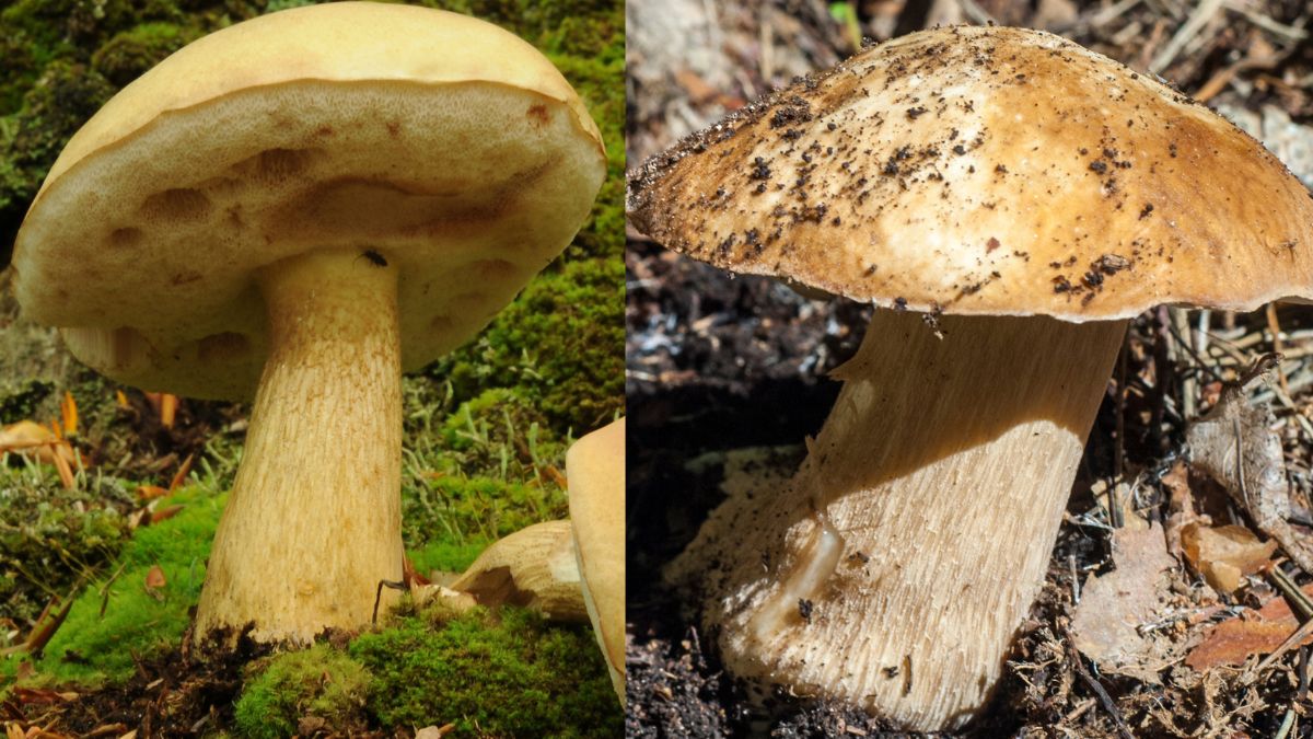 Po lewej goryczak żółciowy, a po prawej borowik szlachetny 