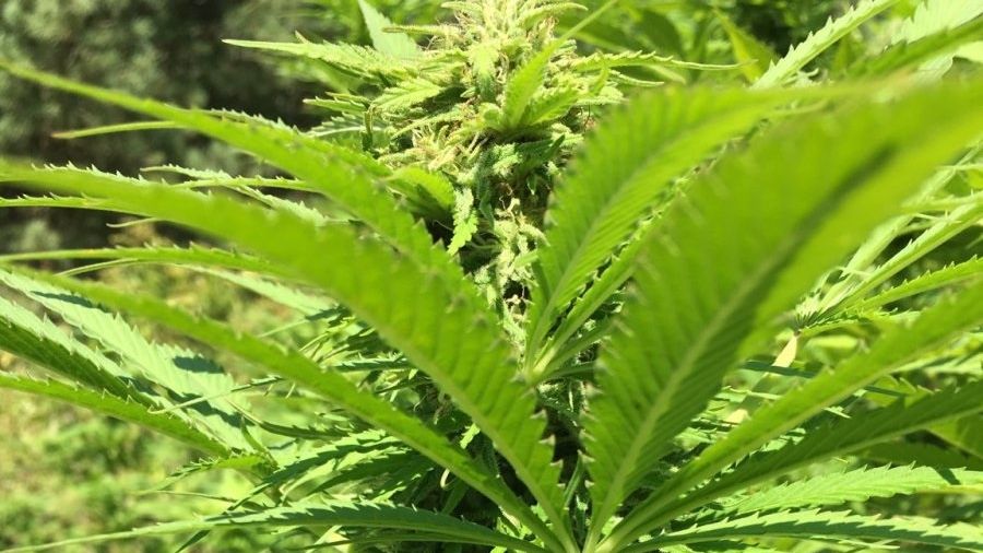 Zlikwidowana plantacja konopi indyjskich w gminie Zakrzew | fot. Policja Bychawa