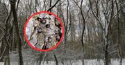 Były w drzewie. Odkrycie leśników. "Mocno nas zaniepokoiło"