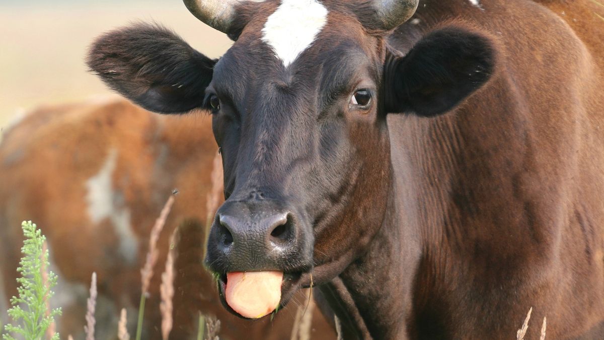 Branża mleczarska łagodnie przeszła przez kryzys.