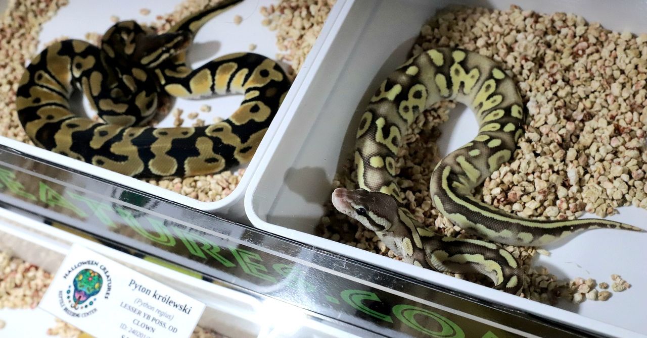 Lublin: Targi Terrarystyczne EXOTICARIUM już w ten weekend