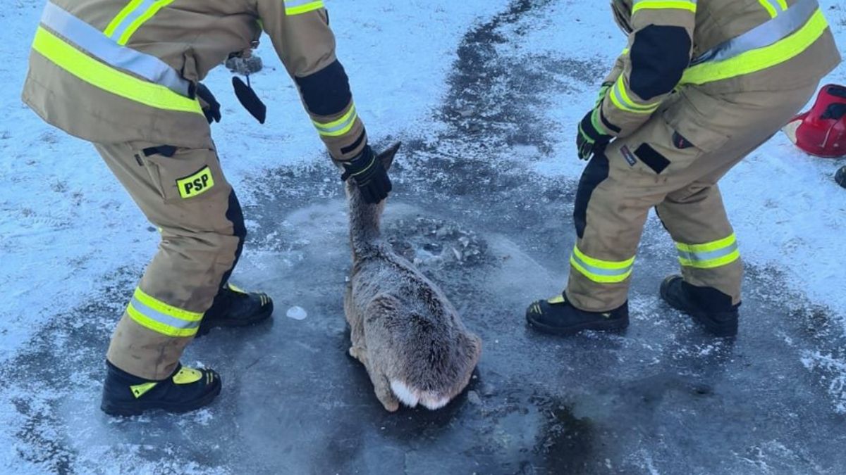 Strażacy uratowali sarnę