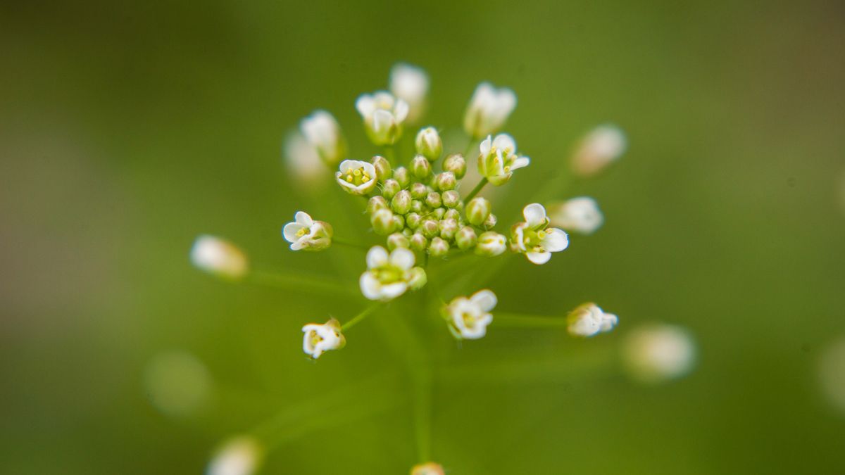 Jak zrobić zdjęcia makro, ale bez obiektywu makro? [poradnik] 1