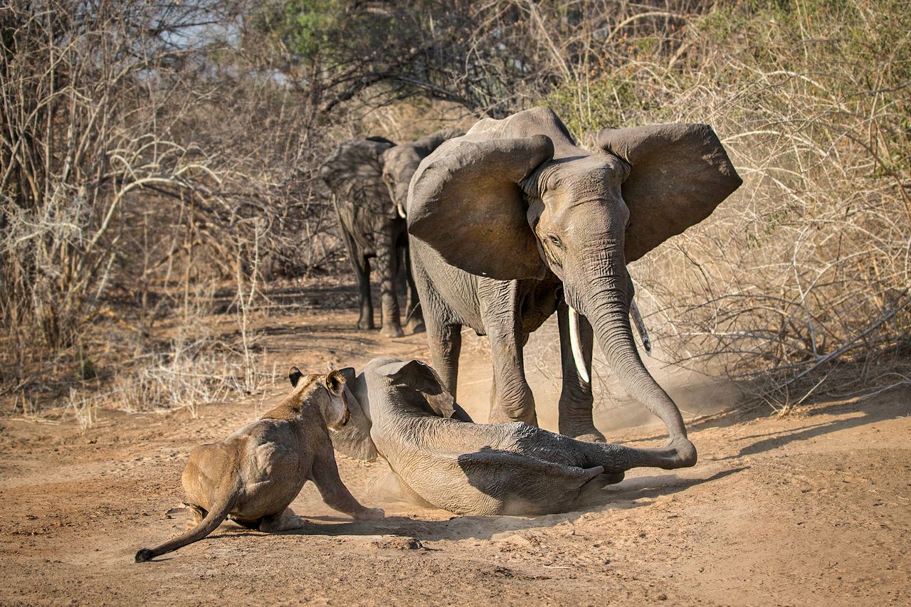 Słonica ocaliła małego słonika przed lwami. Fotograf miał wyczucie czasu