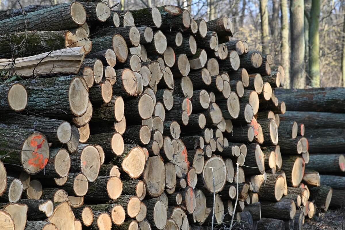 Wycinka drzew w lesie Dąbrowa koło Zalewu Zemborzyckiego