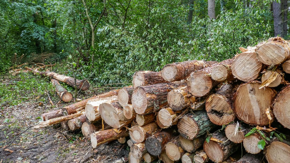 Deweloper wyciął kilka hektarów lasu (zdj. ilustracyjne)