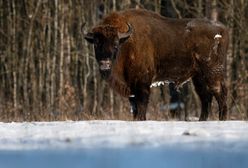 Alkohol tylko dla zaszczepionych? "Na Podlasiu znają na to sposoby"