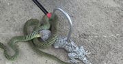Meksykańska potyczka. Śmiertelny pojedynek węża z gekonem