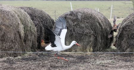One poczuły już wiosnę. Pierwsze bociany dotarły do Polski