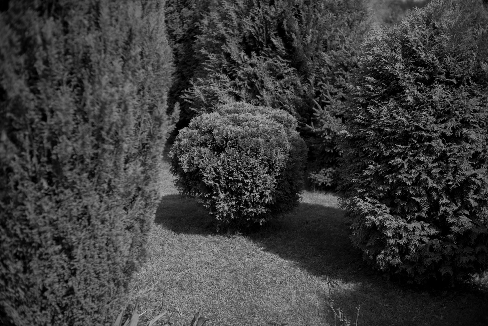 Apoteoza czterdziestu milimetrów, czyli Voigtländer Nokton 40 mm f/1,4 Classic 31