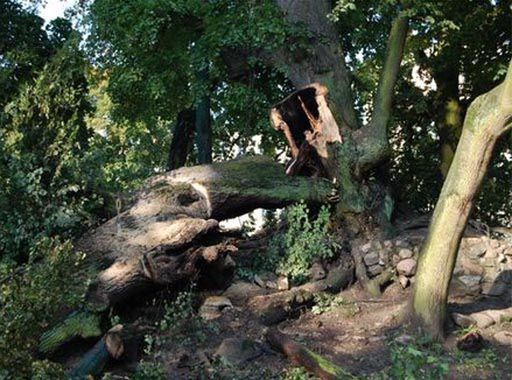 Podpalił legendarną lipę szczęścia i dobrobytu Choszczna