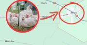 Podejrzewają pomór drobiu. W powiecie kieleckim wybito 28 tys. sztuk drobiu