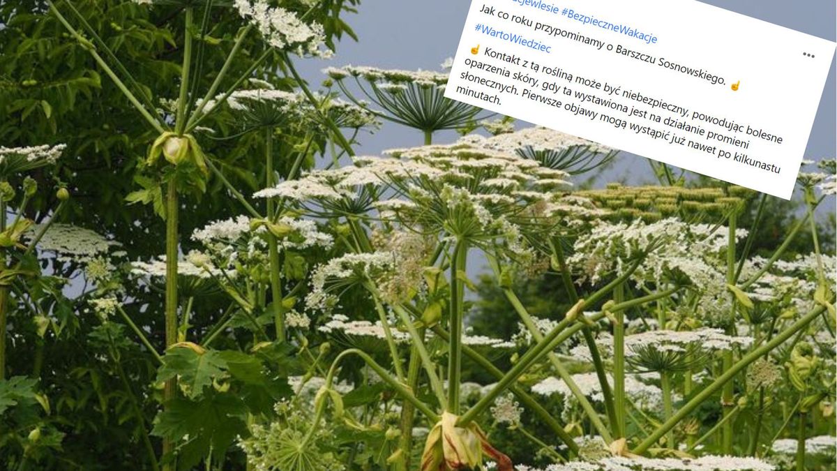 Barszcz Sosnowskiego. Wraz z nadejściem lata wzrasta ryzyko poparzenia niebezpieczną rośliną.