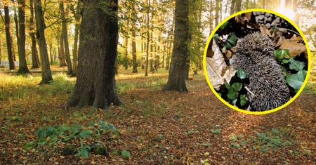 Już się obudziły. Leśnicy apelują. "Dajmy im teraz spokój"