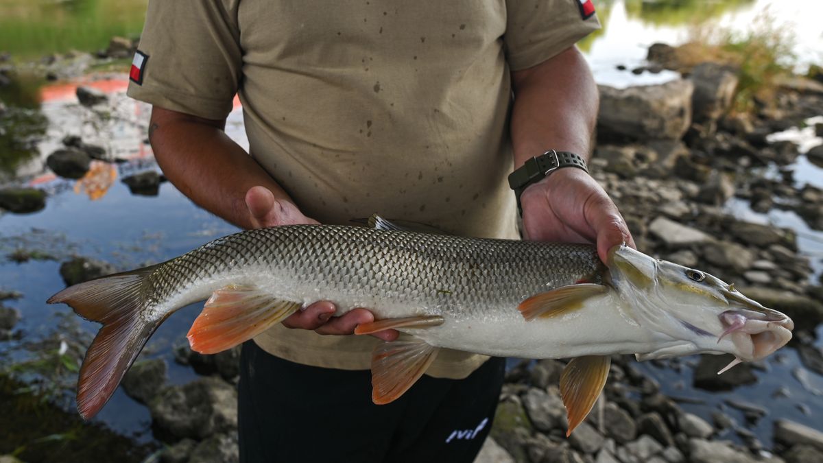 Niemcy wprowadzają zakaz połowu. Powodem polscy wędkarze