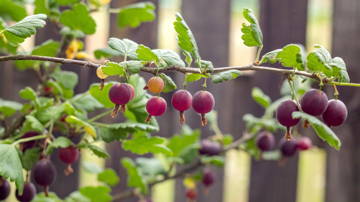 Porzeczkoagrest jest łatwy w uprawie 