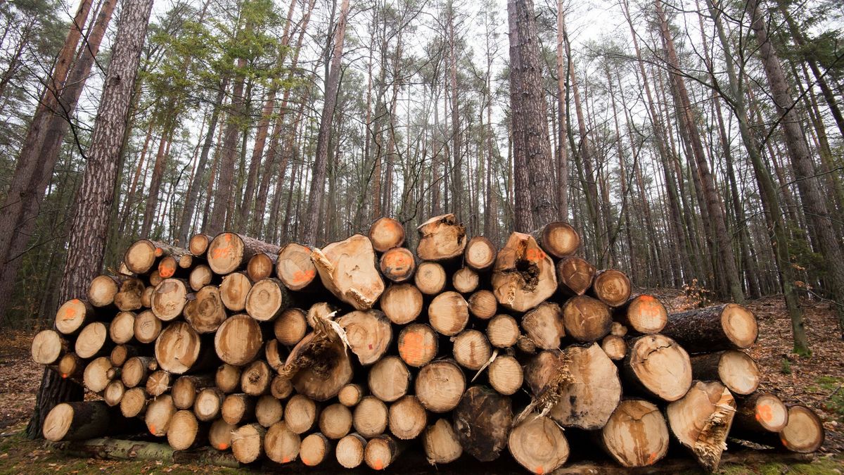 Wycinka drzew w Tr�jmiejskim Parku Krajobrazowym
04.02.2024 Gdansk Trojmiejski Park Krajobrazowy wycinka dzew
Fot. Wojciech Strozyk/REPORTER
Wojciech Strozyk/REPORTER