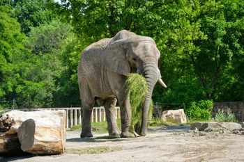 Koniec słoni w największym polskim zoo. Ostatni wyjeżdża do Francji