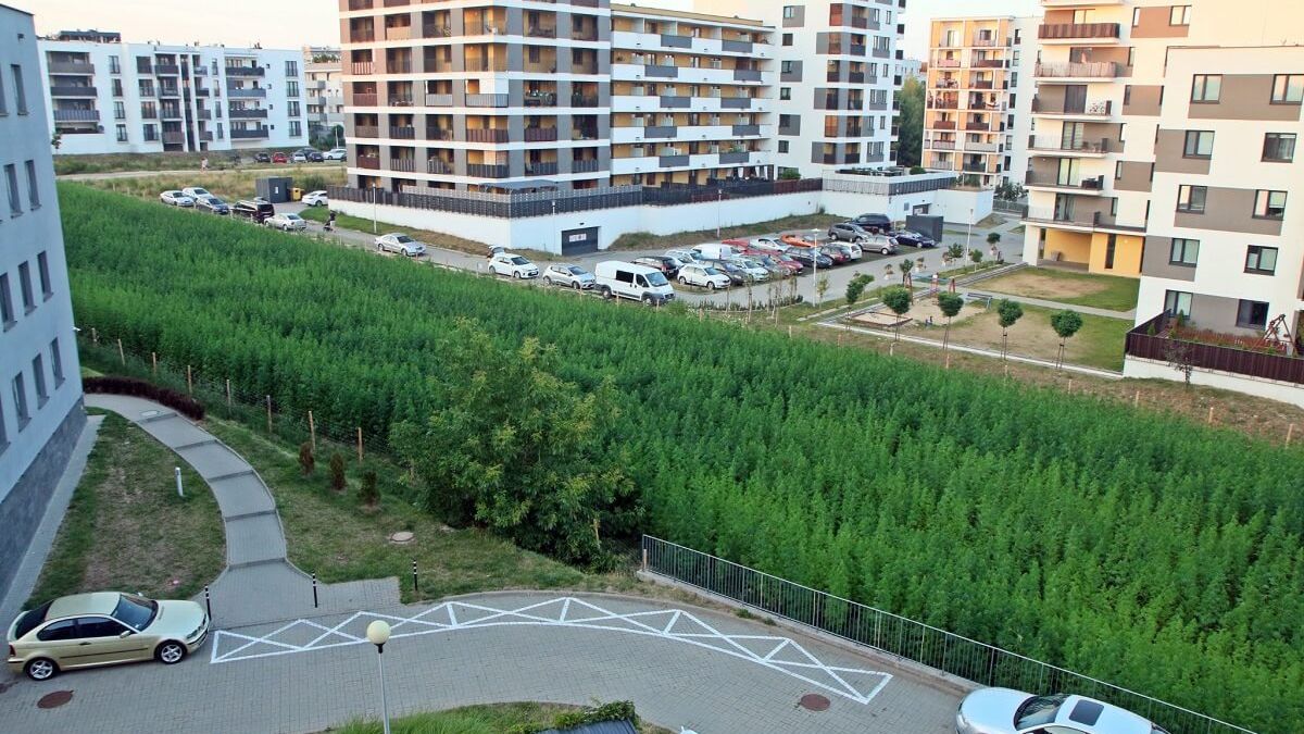 Plantacja konopi włóknistych na Węglinie należąca do firmy Hemplab