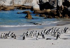 Afryka. Pszczoły zabiły ponad 60 pingwinów
