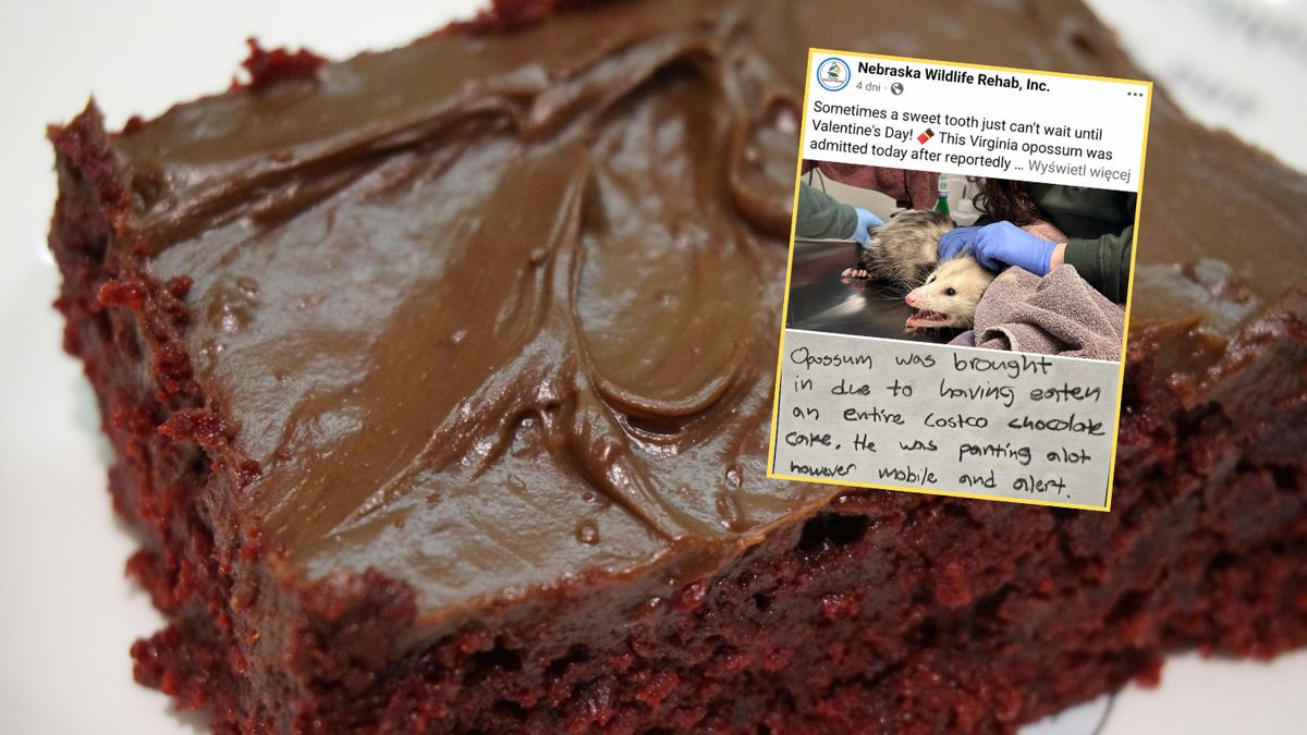 Zwierzę zjadło niemal całe ciasto. Dzięki temu przeżyło  