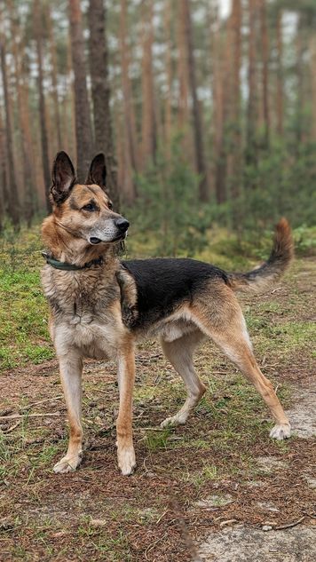Chcesz adoptować psa? Wojak czeka na spokojny dom