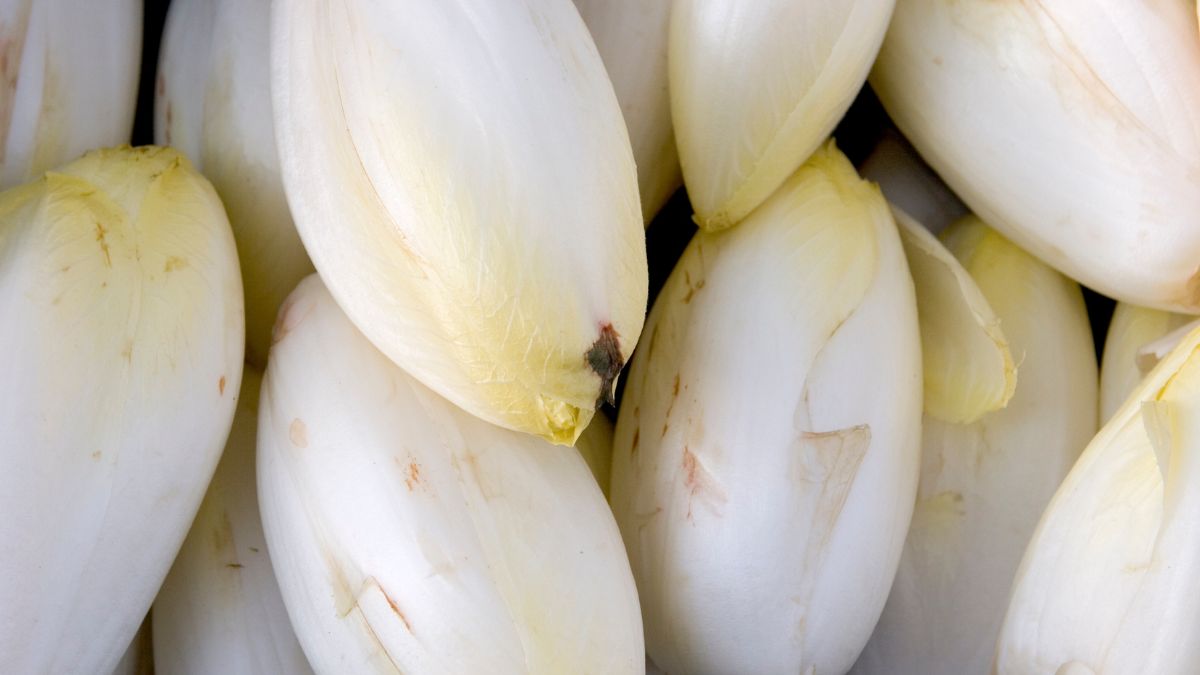 Dlaczego warto jeść cykorię? 