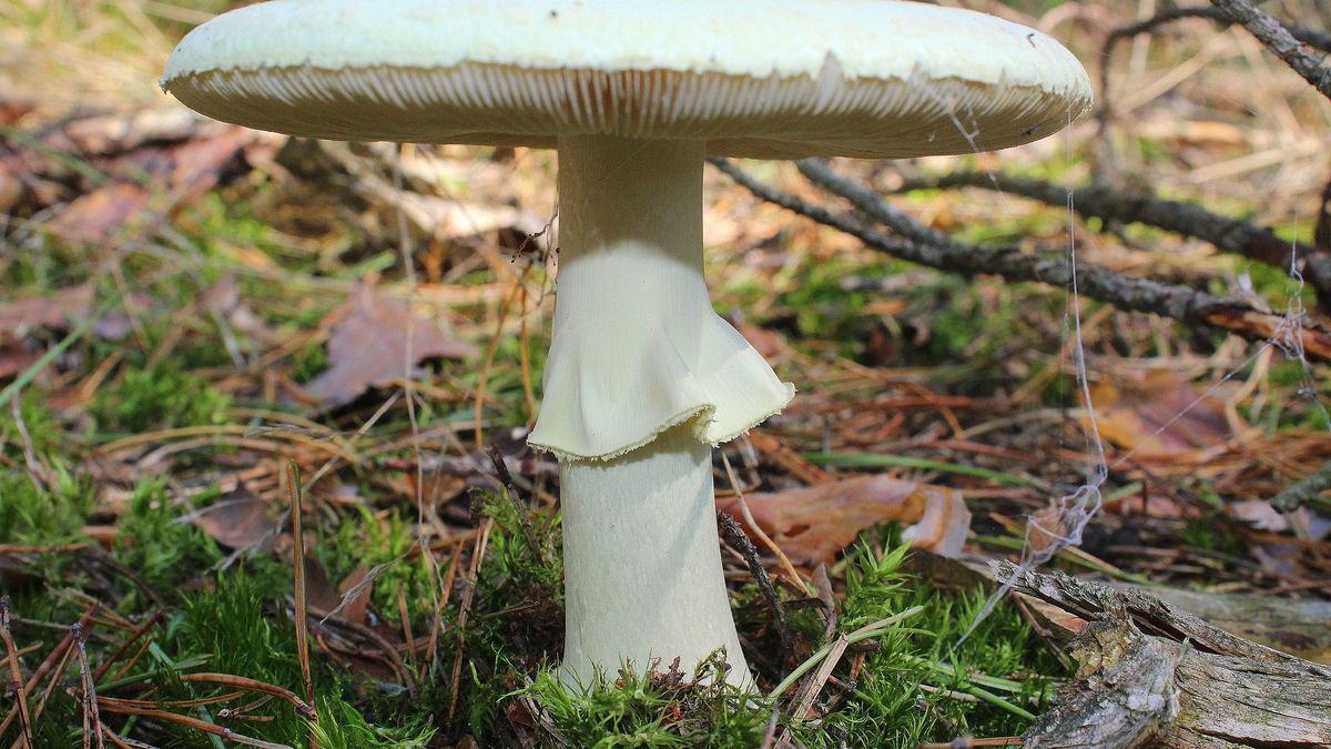 Cztery osoby nie żyją po zjedzeniu muchomorów sromotnikowych