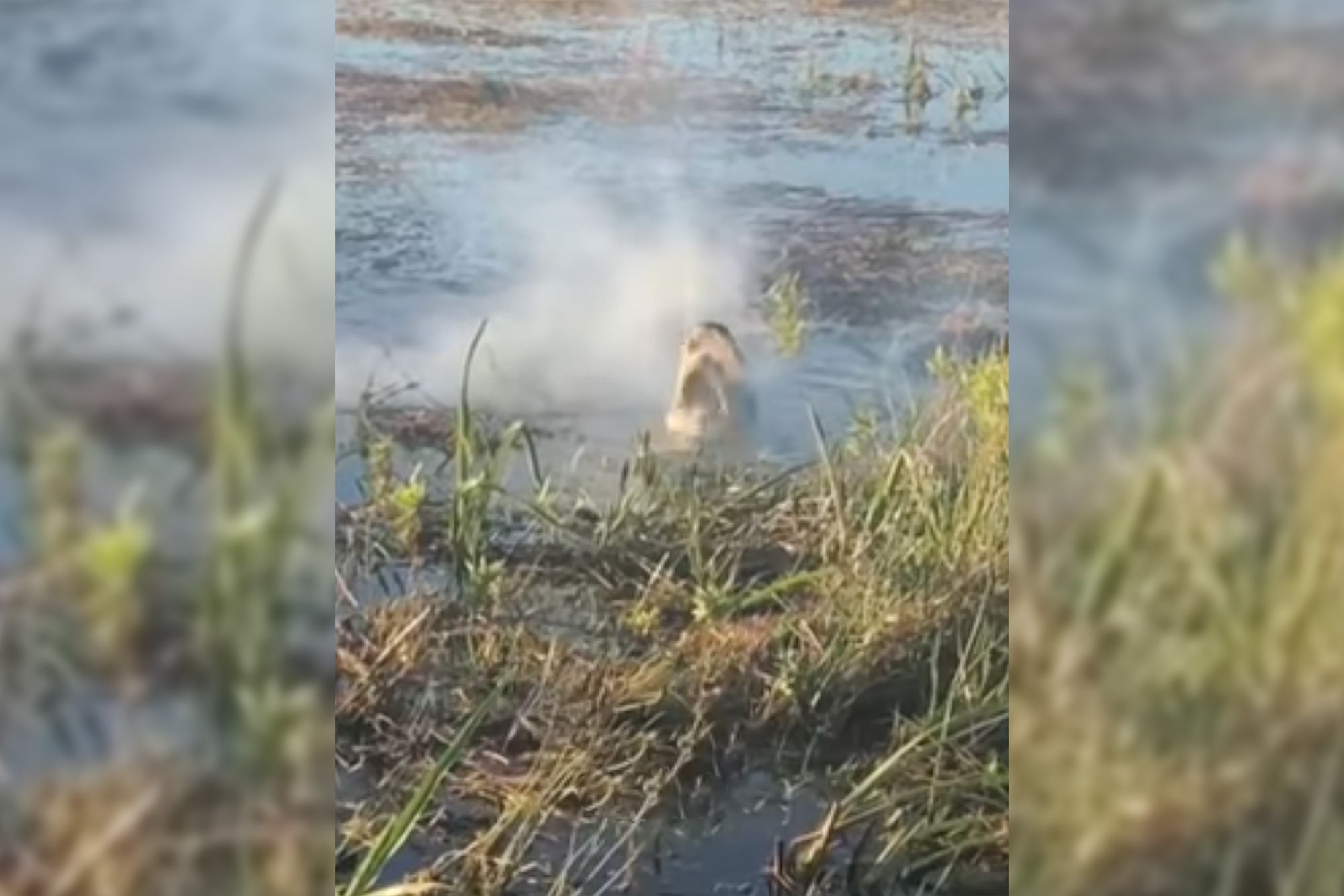 Aligator chwycił drona, bo wziął go za ptaka. To nigdy nie powinno było się wydarzyć 1
